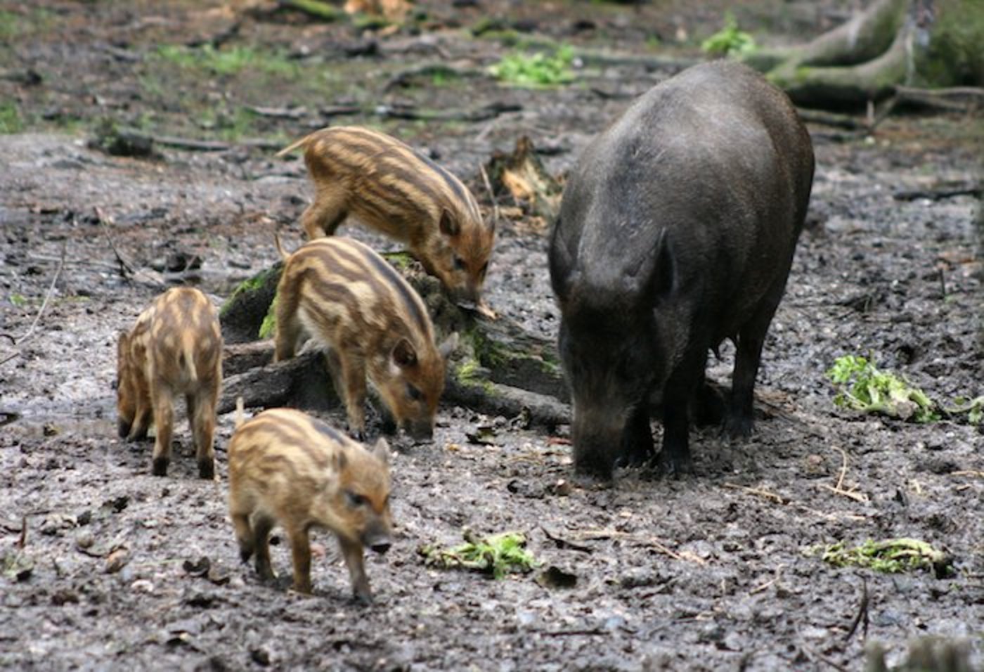 Wildschweine profitieren  vom warmen Klima,  vermehren sich kräftig  und..