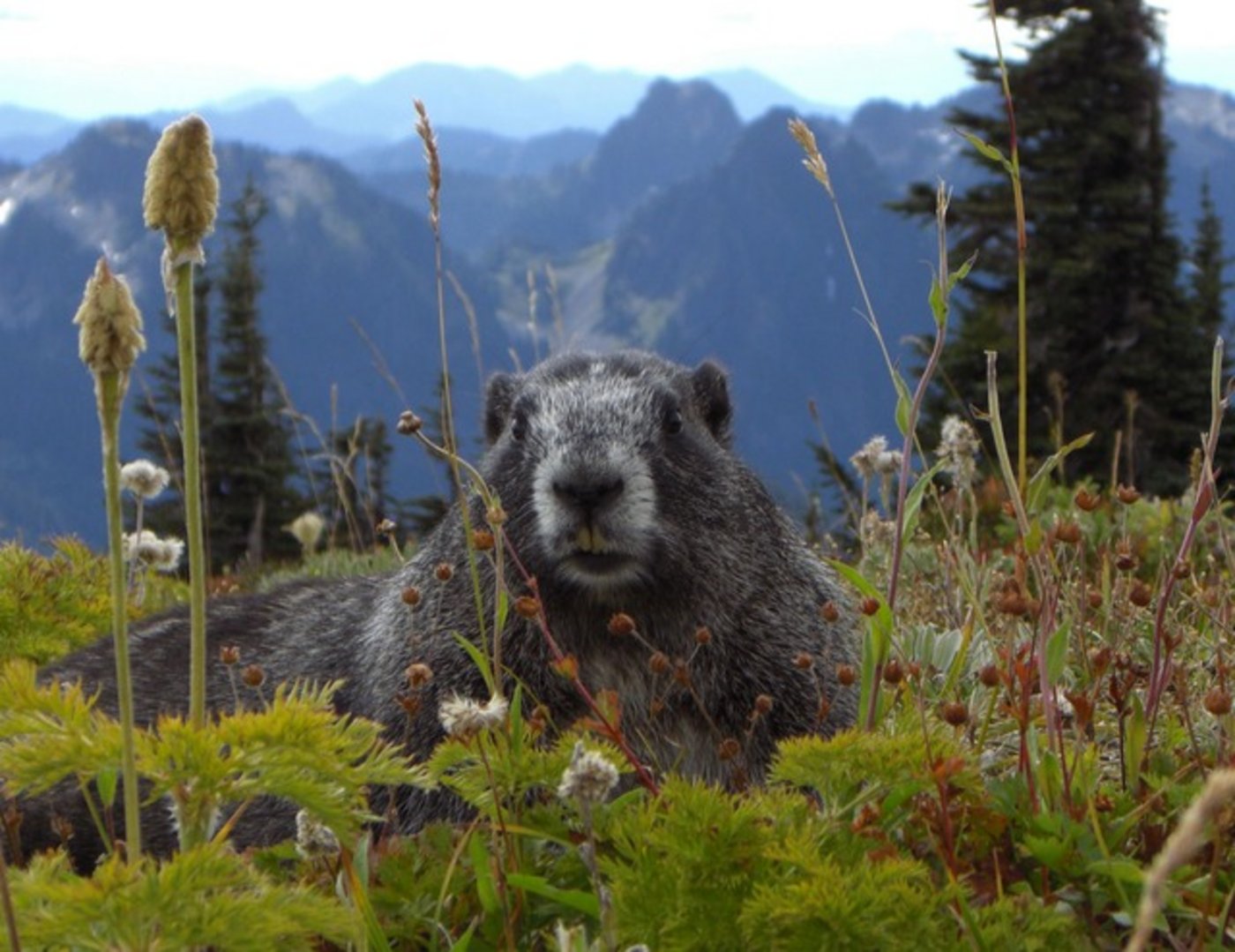 Murmeltiere haben im Wallis nichts zu lachen. (Bild pixabay)