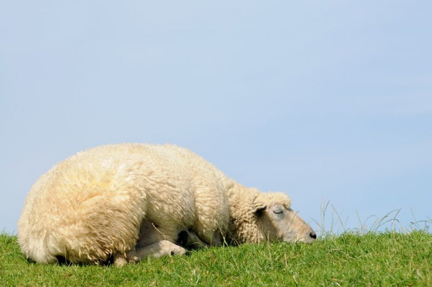 Zu den guten Neuigkeiten gehört, dass jetzt Massenmeldungen von Schafen möglich sein sollten. (Bild Fotolia)