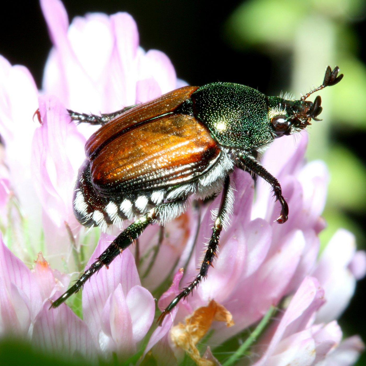 Der Japankäfer frisst Blätter, Blüten und Früchte diverser Kulturpflanzen und Baumarten und kann erheblichen Schaden anrichten. (Bild Wikimedia)