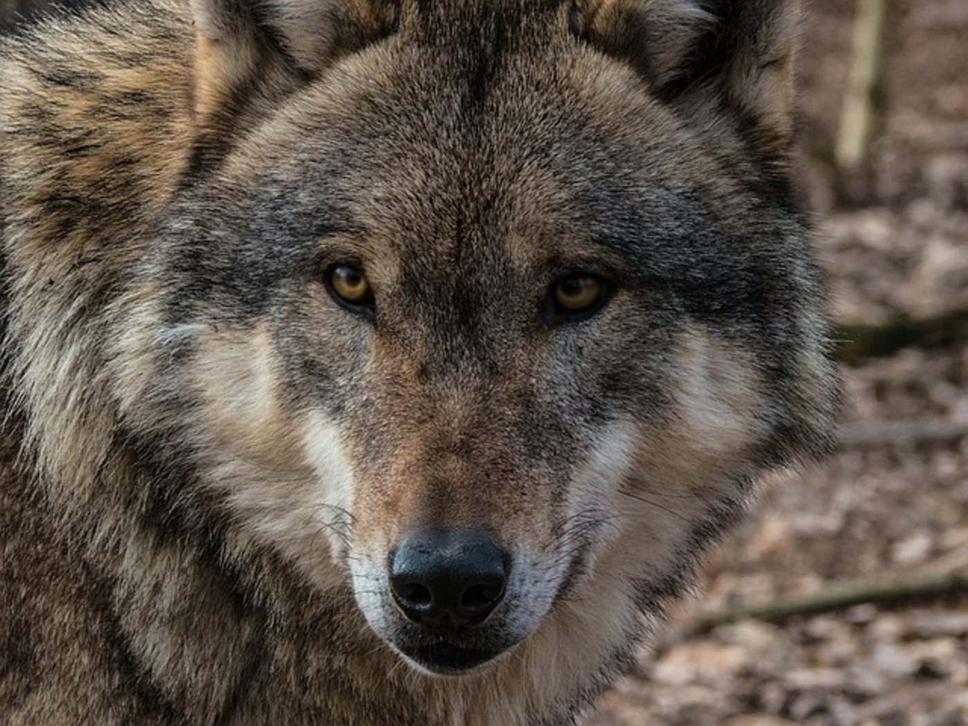 Die Dienststelle für Jagd, Fischerei und Wildtiere rechnet damit, dass sich im nächsten Jahr in verschiedenen Regionen Rudel bilden werden. (Bild pixabay)