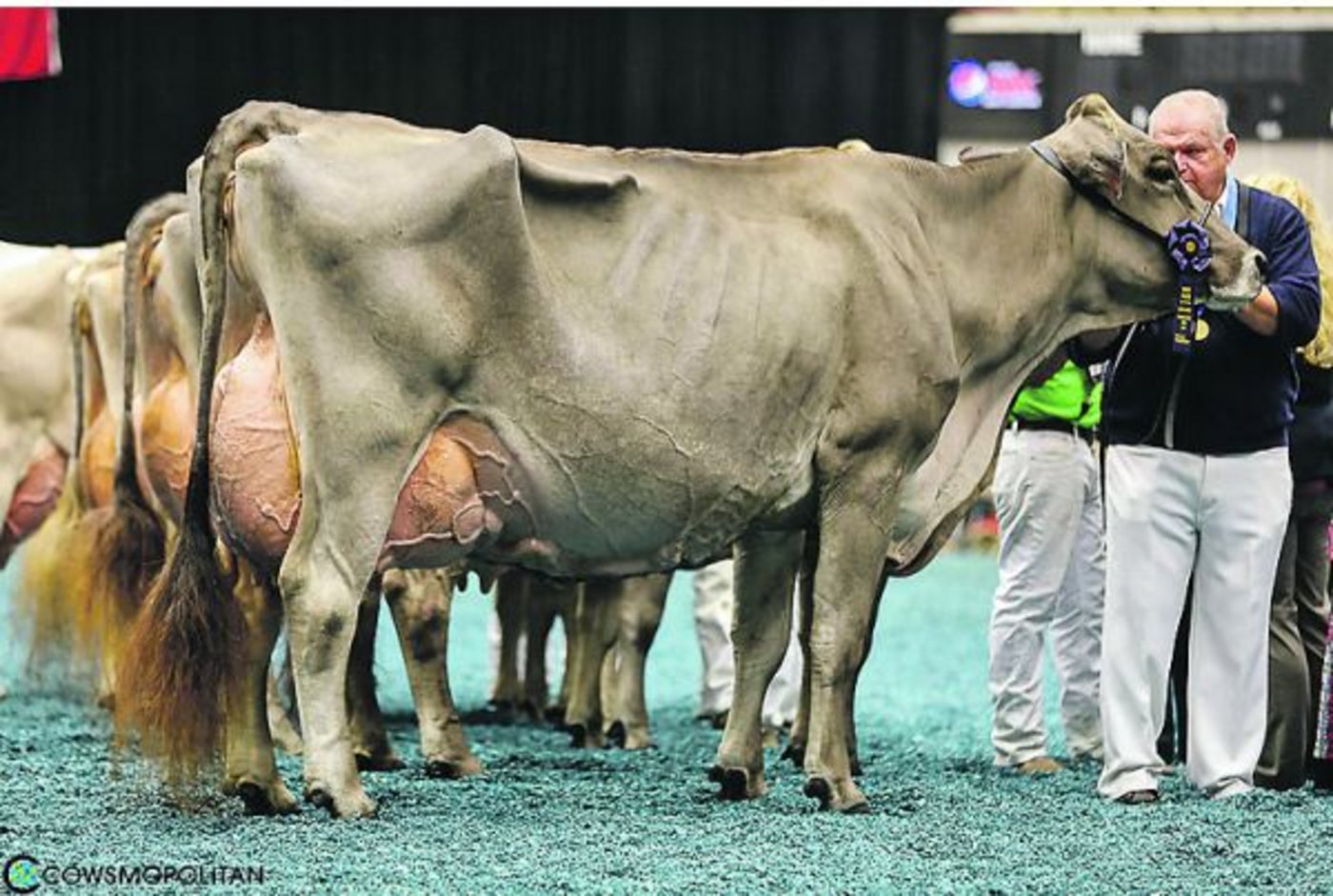 Bei den Brown-Swiss gewann Top Acres Supreme Wizard den Titel. Letztes Jahr wurde sie noch Reserve-Senior-Champion.