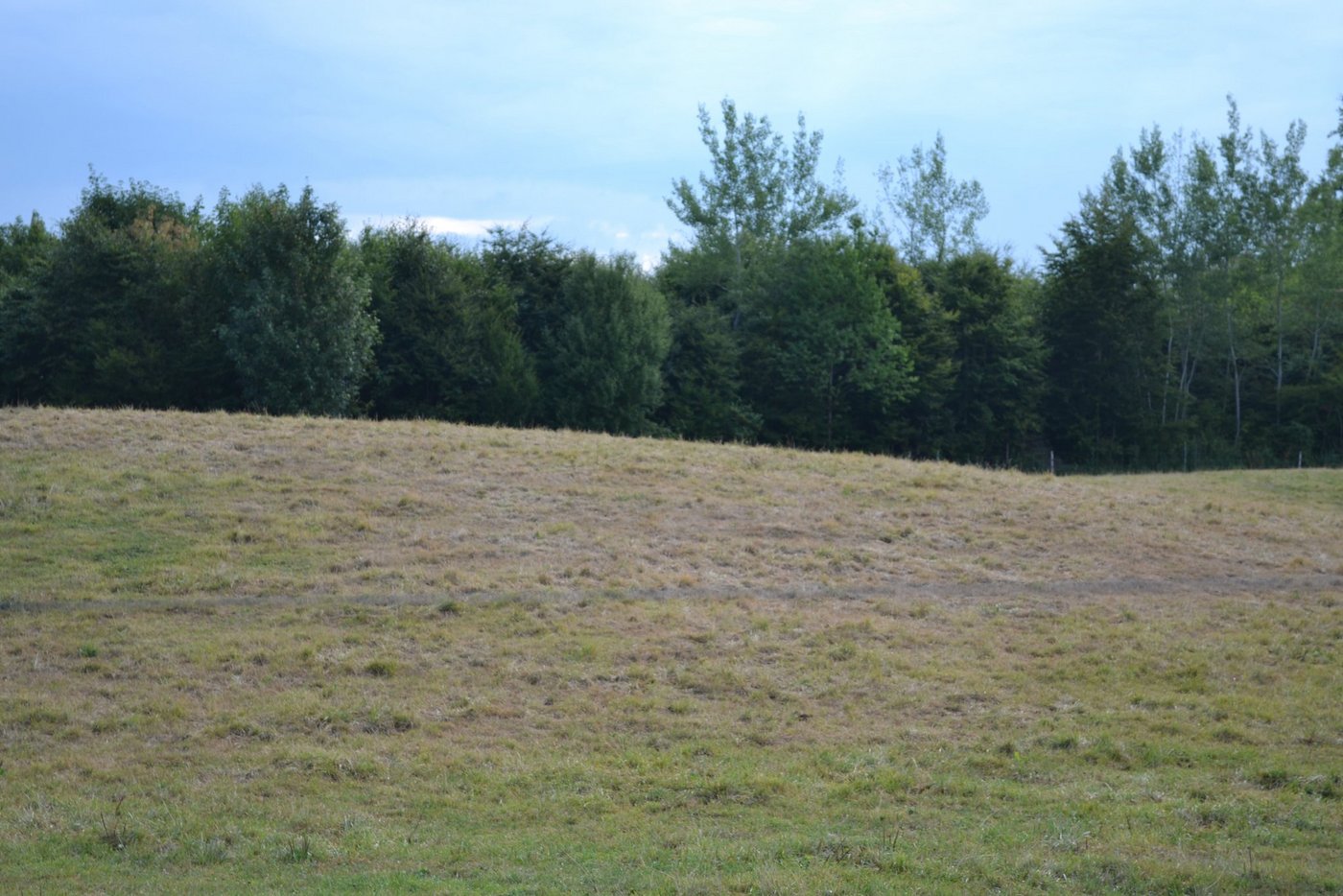 Wegen der Trockenheit wächst das Gras vielerorts nicht nach. Das macht Futterzukäufe nötig und führt zu Zusatzkosten. Um Liquiditätsengpässe zu vermeiden, entrichtet der Kanton Thurgau bereits im September eine Tranche von 20 Millonen an Direktzahlungen. (Bild BauZ)