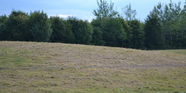 Wegen der Trockenheit wächst das Gras vielerorts nicht nach. Das macht Futterzukäufe nötig und führt zu Zusatzkosten. Um Liquiditätsengpässe zu vermeiden, entrichtet der Kanton Thurgau bereits im September eine Tranche von 20 Millonen an Direktzahlungen. (Bild BauZ)
