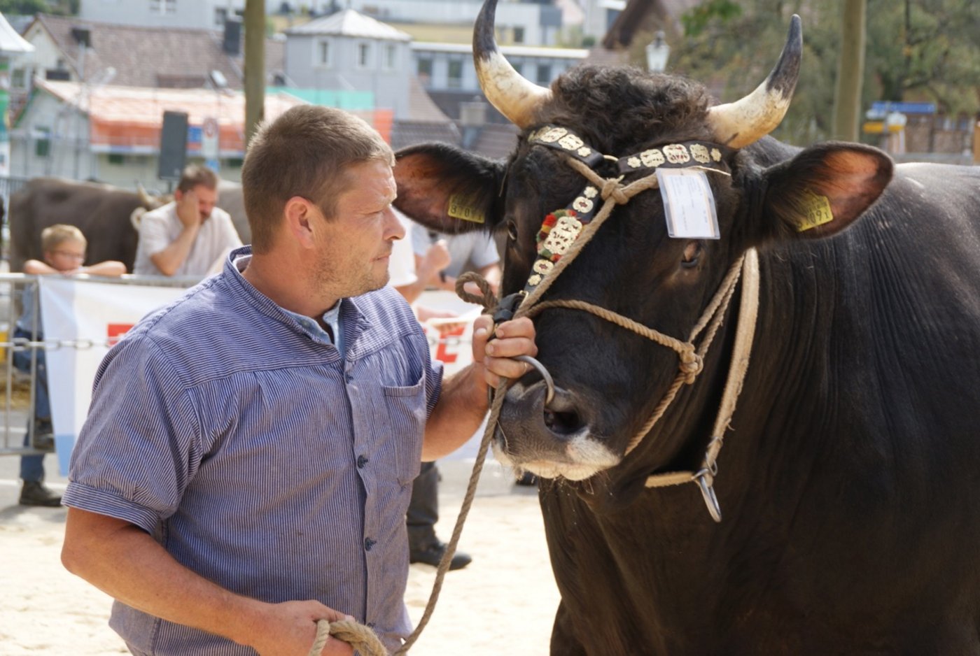 Josef Brülisauer führt an der Stierenschau in Herisau einen Stier vor. 