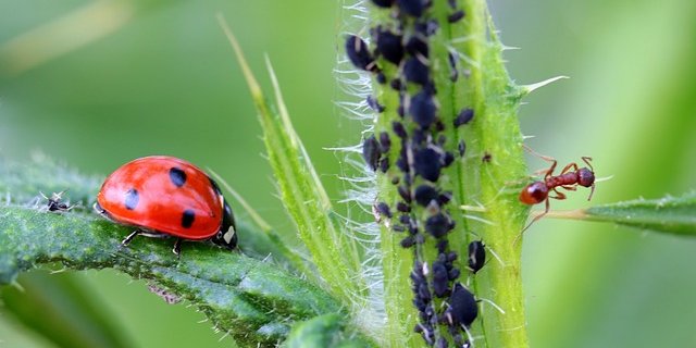 Als Larve bekämpfen Marienkäfer zuverlässig Läuse, als erwachsene Käfer brauchen sie blühende Pflanzen als Nahrung. (Bild Pixabay)