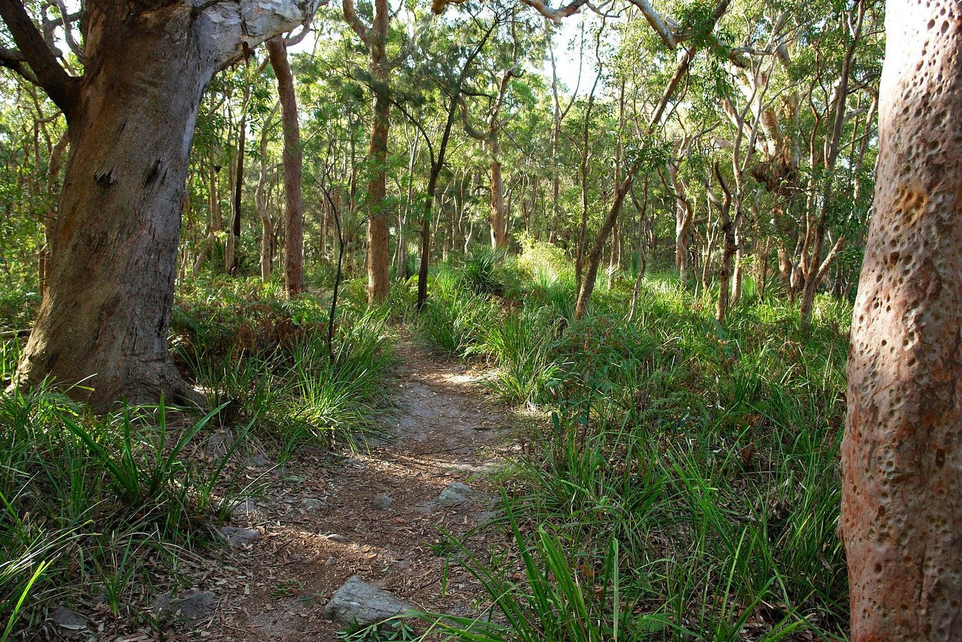 Im Royal National Park bei Sydney (hier ein Archivbild eines Wanderwegs dort) ist ein Buschbrand ausgebrochen. (Bild Alex Proimos)