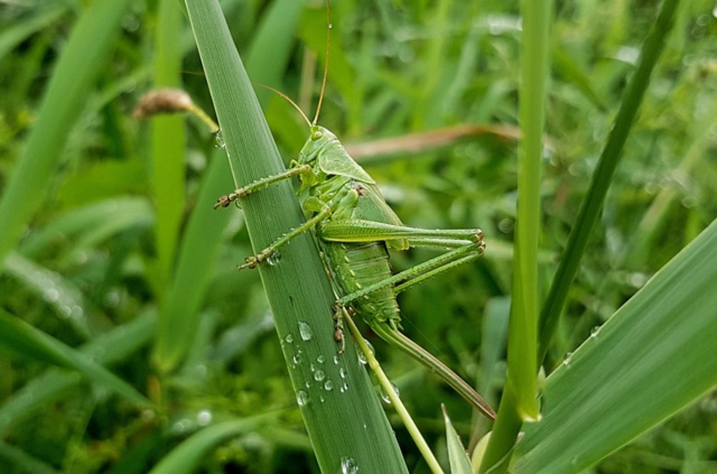 Das geplante Glyphosatverbot ist Teil eines Aktionsplans zum Schutz der Insekten. (Bild Pixabay)