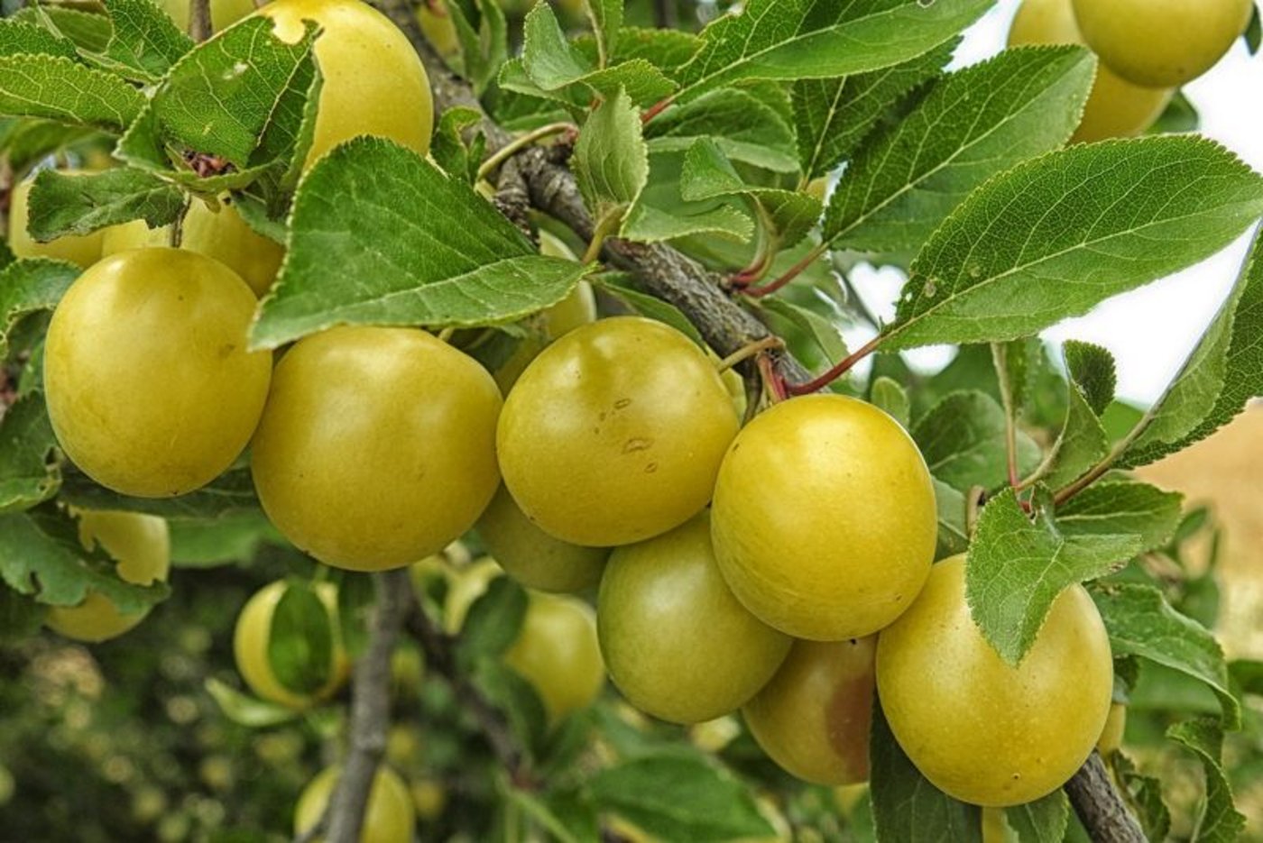 Mirabellen sind eine Unterart der Pflaumen und gehören zur Familie der Rosengewächse. (Bild Pixabay)