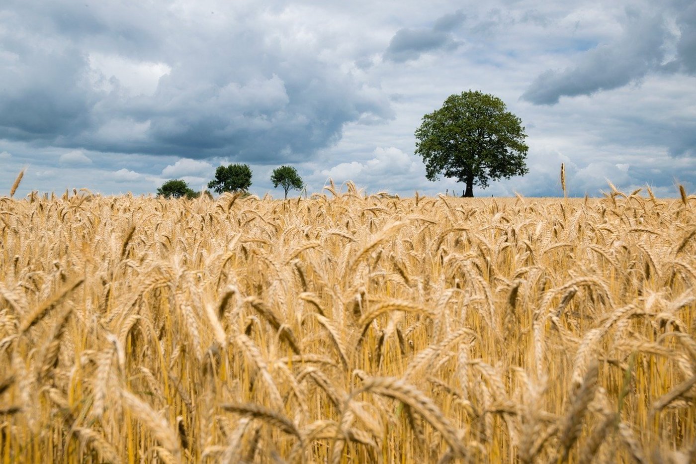 In Grossbritannien wirkt sich das Wetter massiv auf die Ernte aus. (Symbolbild Pixabay)