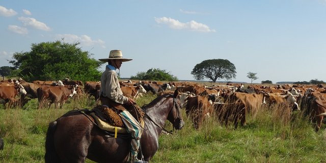 Ein Gaucho bewachte eine Rinderherde in Argentinien. (Bild Pixabay)