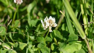 Mit diesen 5 Tipps überleben Bienen das Mähen In Weissklee-Beständen machen Mähaufbereiter zwar Sinn, verursachen aber besonders grosse Bienenschäden. Daher sollte man den Schnittzeitpunkt abends oder am frühen morgen wählen oder auf Mähaufbereiter verzichten. (Bild Pixabay)