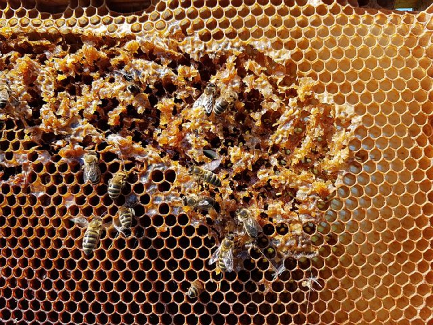 Ein Mikrochip auf dem Rücken der Bienen soll Aufschluss darüber geben, wie sich Pflanzenschutzmittelrückstände auf den Bienenflug auswirken. (Symbolbild pixabay)