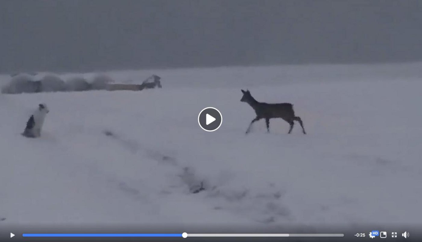 Dieses Video stiess einigen Lesern sauer auf. (Bild Screenshot)