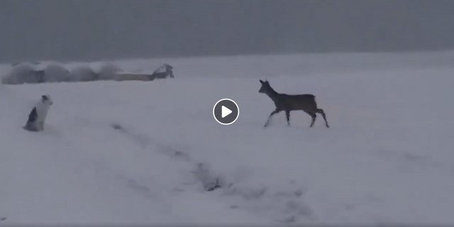 Dieses Video stiess einigen Lesern sauer auf. (Bild Screenshot)