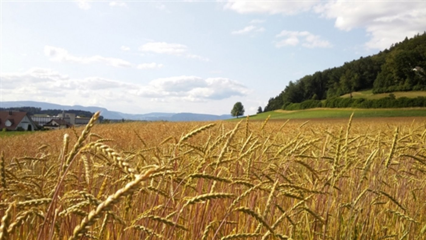Erneut zulegen konnte auch der Preisindex für Getreide. (Bild ji)