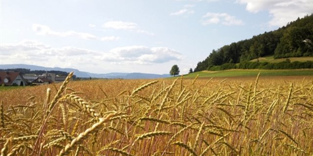 Erneut zulegen konnte auch der Preisindex für Getreide. (Bild ji)