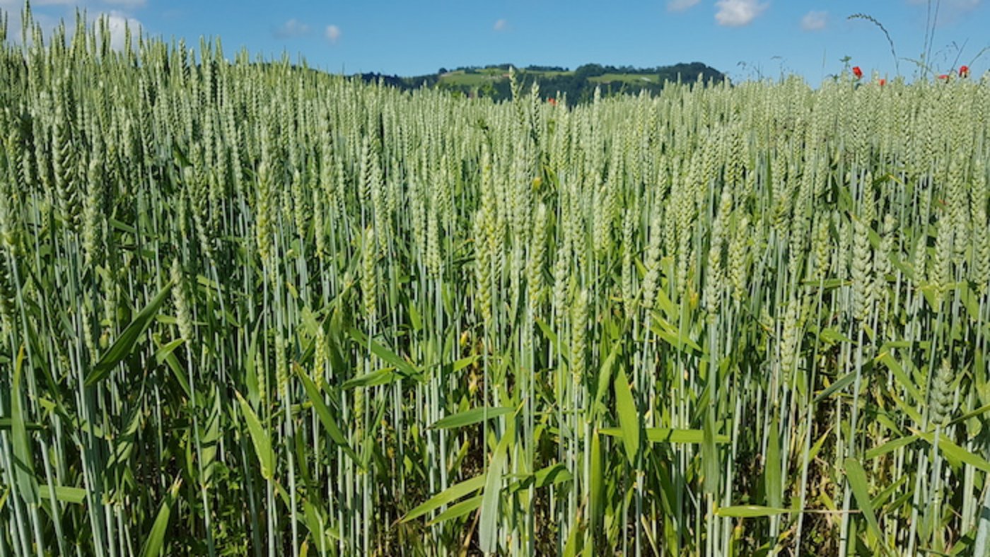 Die Anbauempfehlungen für die Ernte 2020 sind da. (Bild zVg)