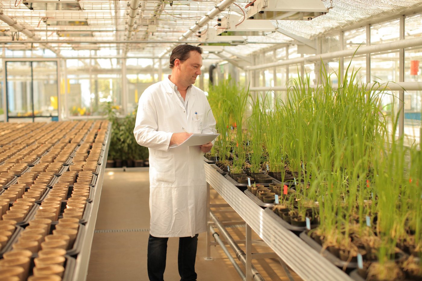 Biologe Frederic Bach führt in einem Treibhaus des neuen Kompetenzzentrums Diagnosetests durch. (Bild: BayerCropScience)