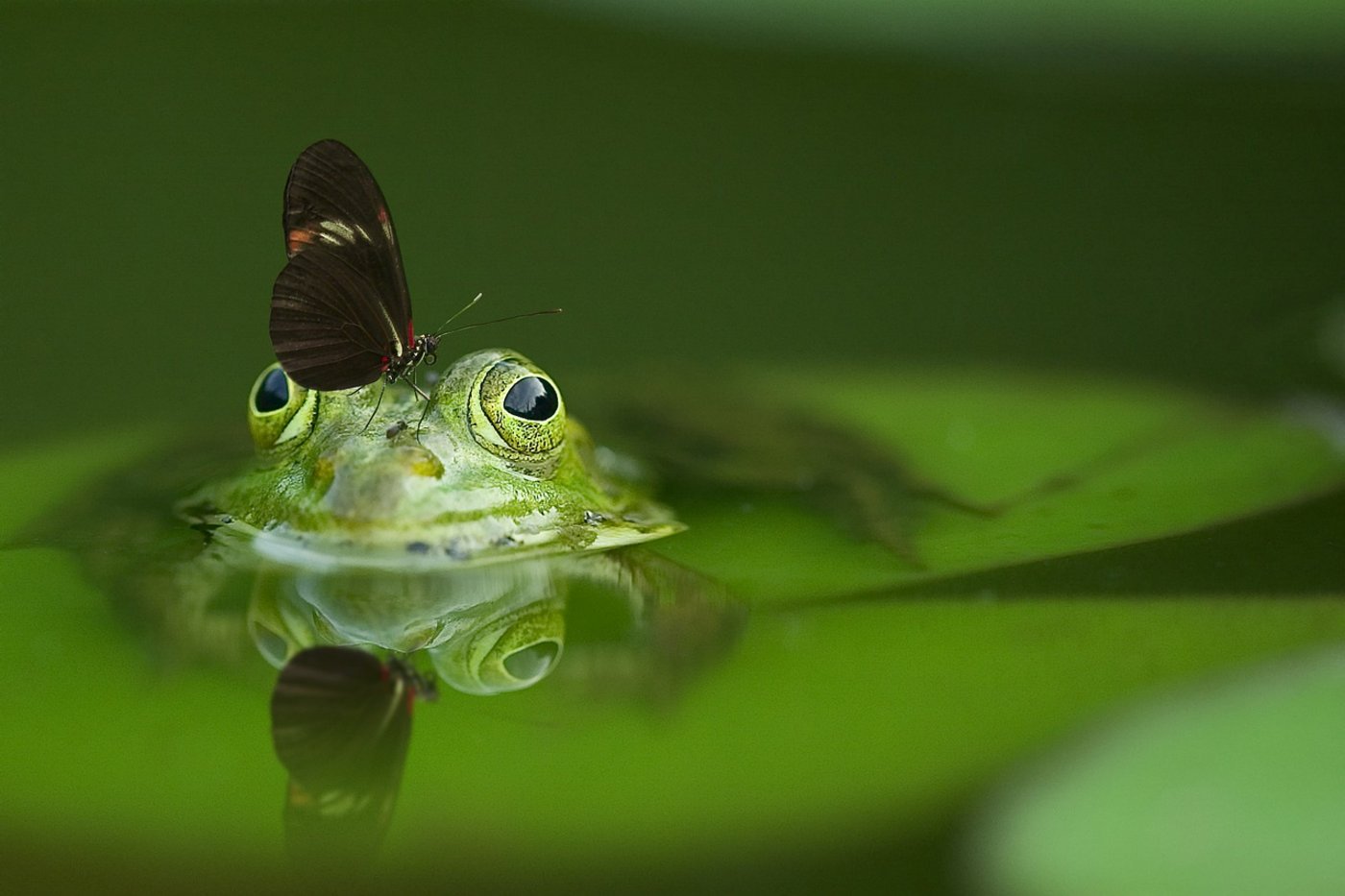 Besonders kleinere Lebewesen seien in Wäldern bedroht. (Bild Pixabay)