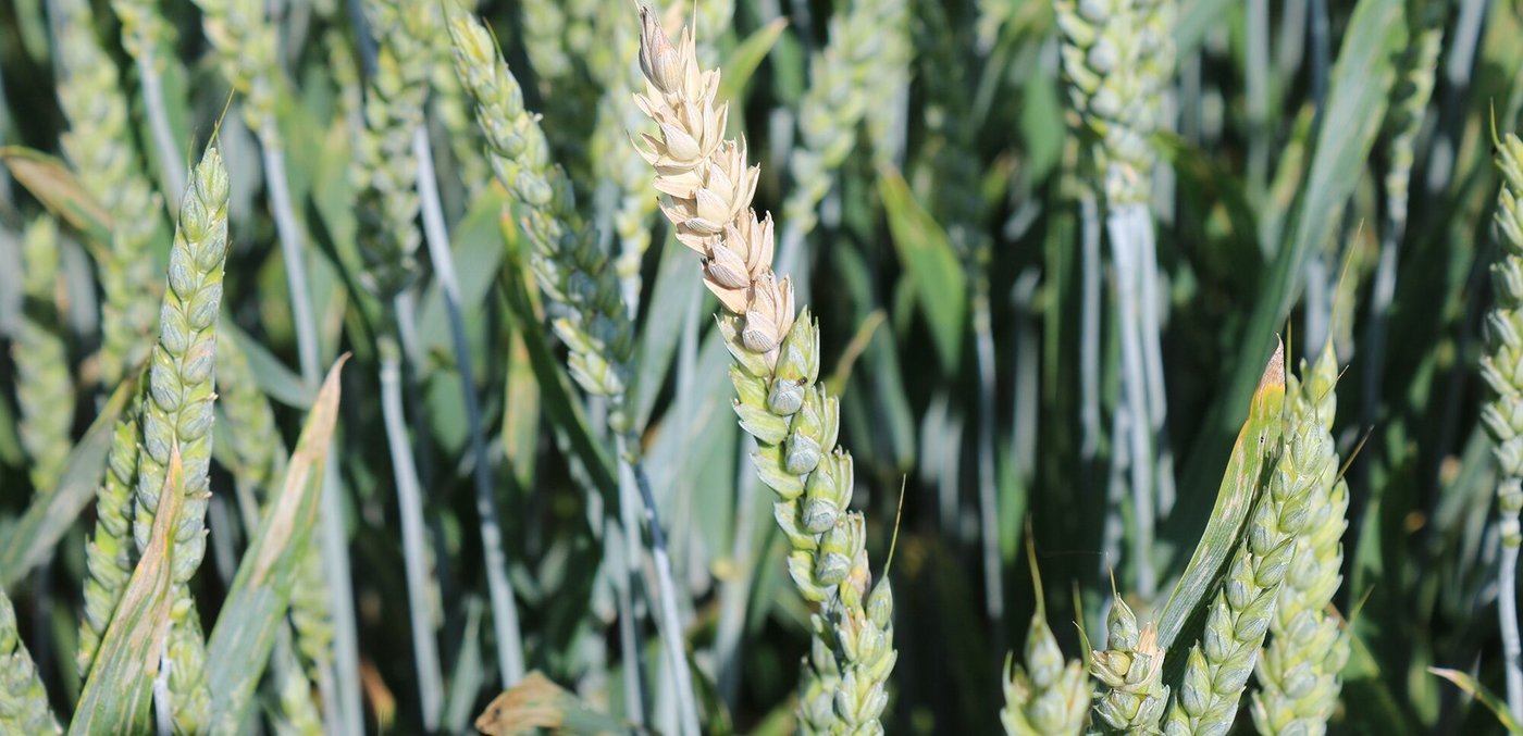 Bei einem Befall mit Fusarium graminearum  kann die Ernte mit Mykotoxinen belastet werden. (Bild Agroscope/Drakopoulos D.)