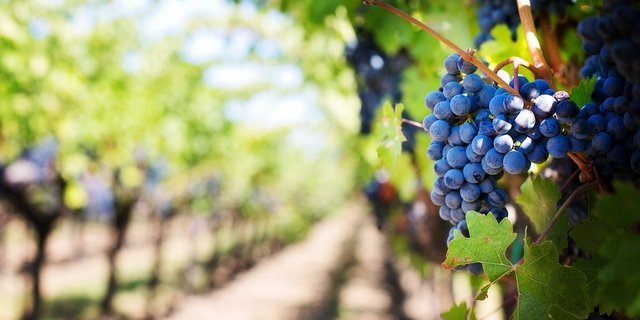 Nicht nur die Farbe der Traube, auch die Sorte und stark auch das Wetter während der Saison prägen den Wein. (Bild JillWellington / Pixabay)