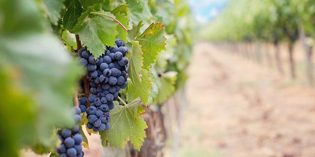 Die WAK-S erachte eine stärkere Förderung des Schweizer Weins als sinnvoller als Import-Beschränkungen. (Bild Pixabay)