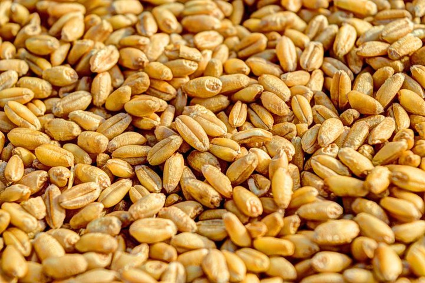 Für den Jahresabschluss müssen die Vorräte  auf dem Betrieb, wie Saatgut, erfasst werden.  (Bild Pixabay)