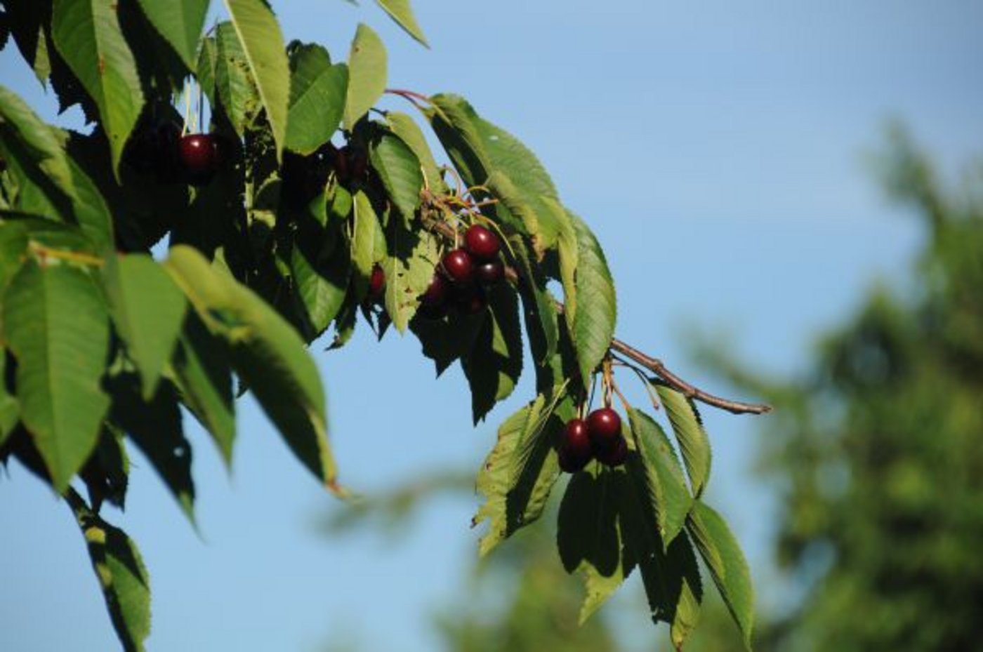 Trotz der Frostnächte im Frühling ernteten die Obstbauern im Seeland diesen Sommer viele Kirschen. (Bild Andrea Gysin)