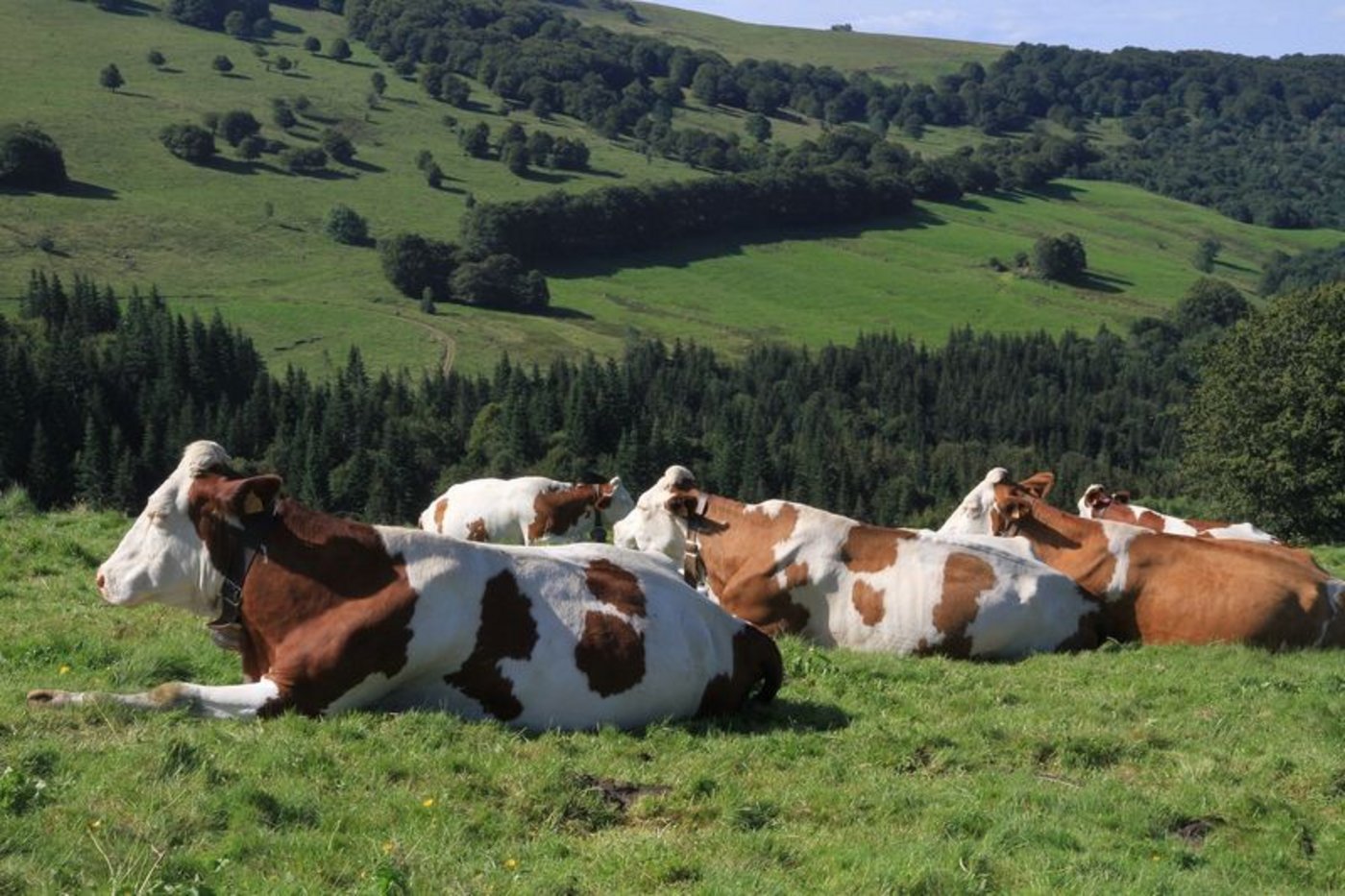 Swissherdbook zeigt sich mit dem Ergebnis aus dem Geschäftsjahr 2019 insgesamt zufrieden. (Symbolbild Pixabay)
