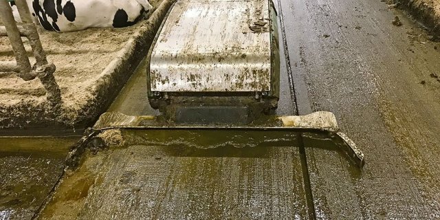 Die ersten Entmistungsroboter konnten nur Mist schieben, nun gibt es welche, die auch sammeln können. Bei einer Variante aus Österreich sind Harn und Kot bereits trennbar.