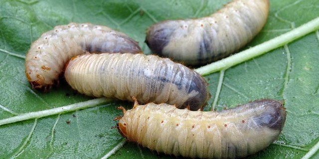 Eine Probegrabung hilft, Engerlinge zu identifizieren und die passenden Pilzstämme gegen die Schadkäfer auszuwählen. (Bild Pixabay)