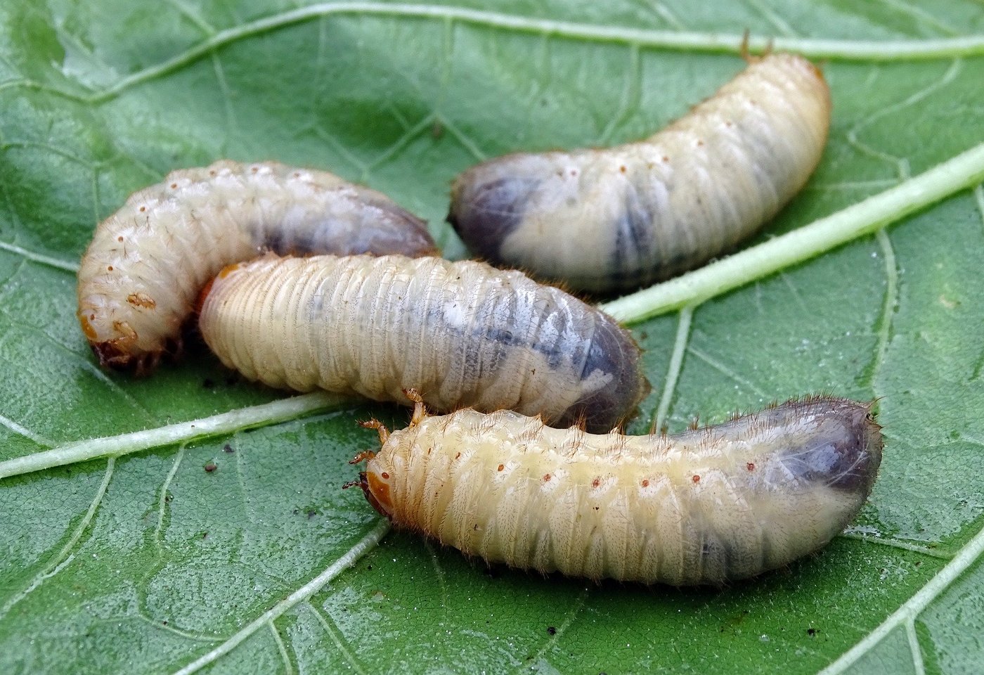 Eine Probegrabung hilft, Engerlinge zu identifizieren und die passenden Pilzstämme gegen die Schadkäfer auszuwählen. (Bild Pixabay)