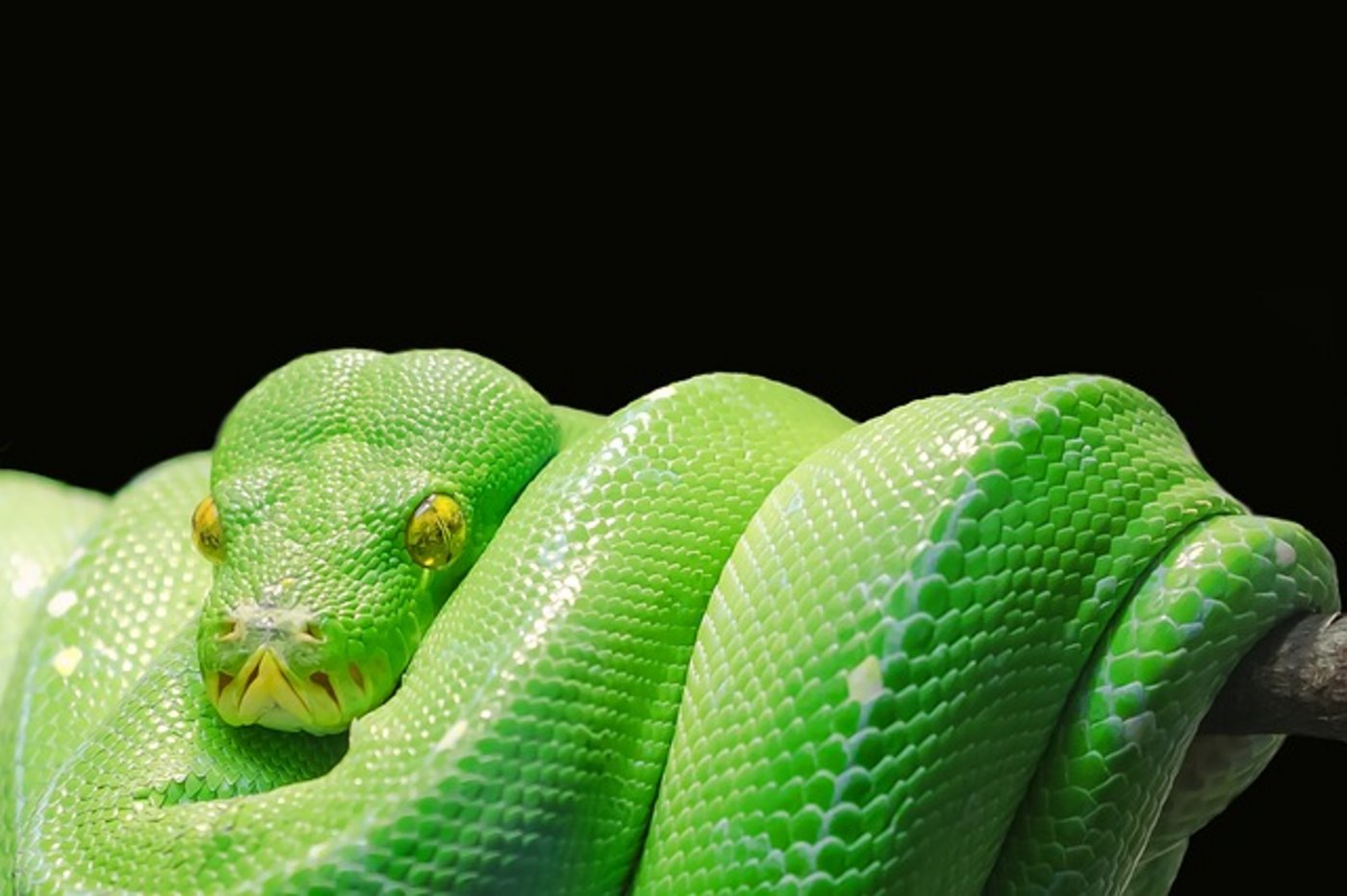 Insgesamt fanden die Spezialisten 16 Tierarten im Haus, darunter verschiedene Schlangenarten, Grünleguane, Bartagame, Geckos, Webspinnen, Katzen, ein Papagei, ein Kaninchen sowie Schildkröten. (Symbolbild pixabay)