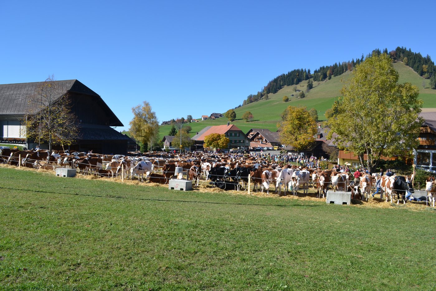 Mit über 400 Tieren wohl der grösse Viehschauplatz diesen Herbst im Kanton Bern.