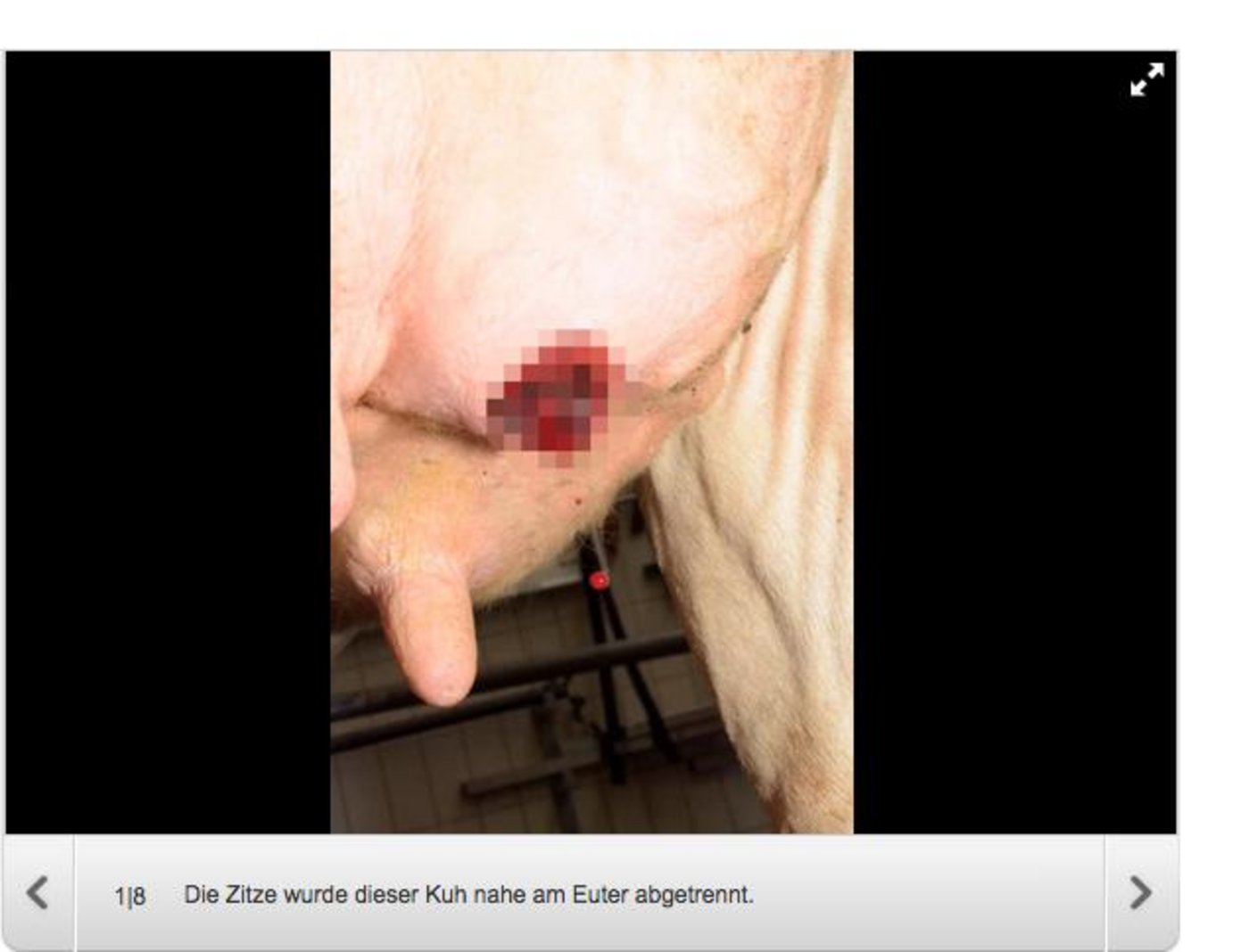 War ein Tierquäler am Werk? (Bild Screenshot 20 Minuten)
