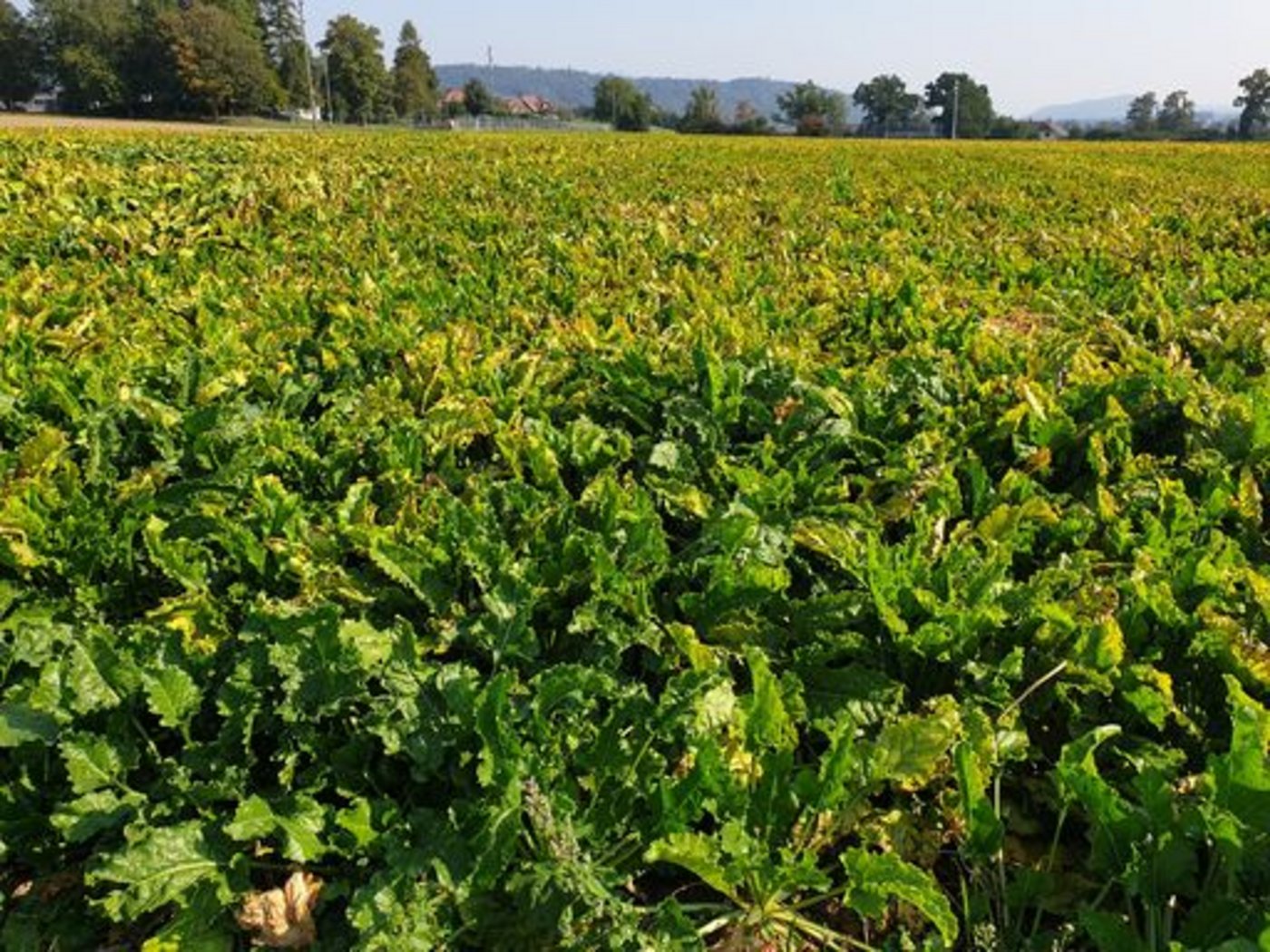 Ein von der virösen Vergilbung betroffenes Feld im Kanton Bern. (ji)