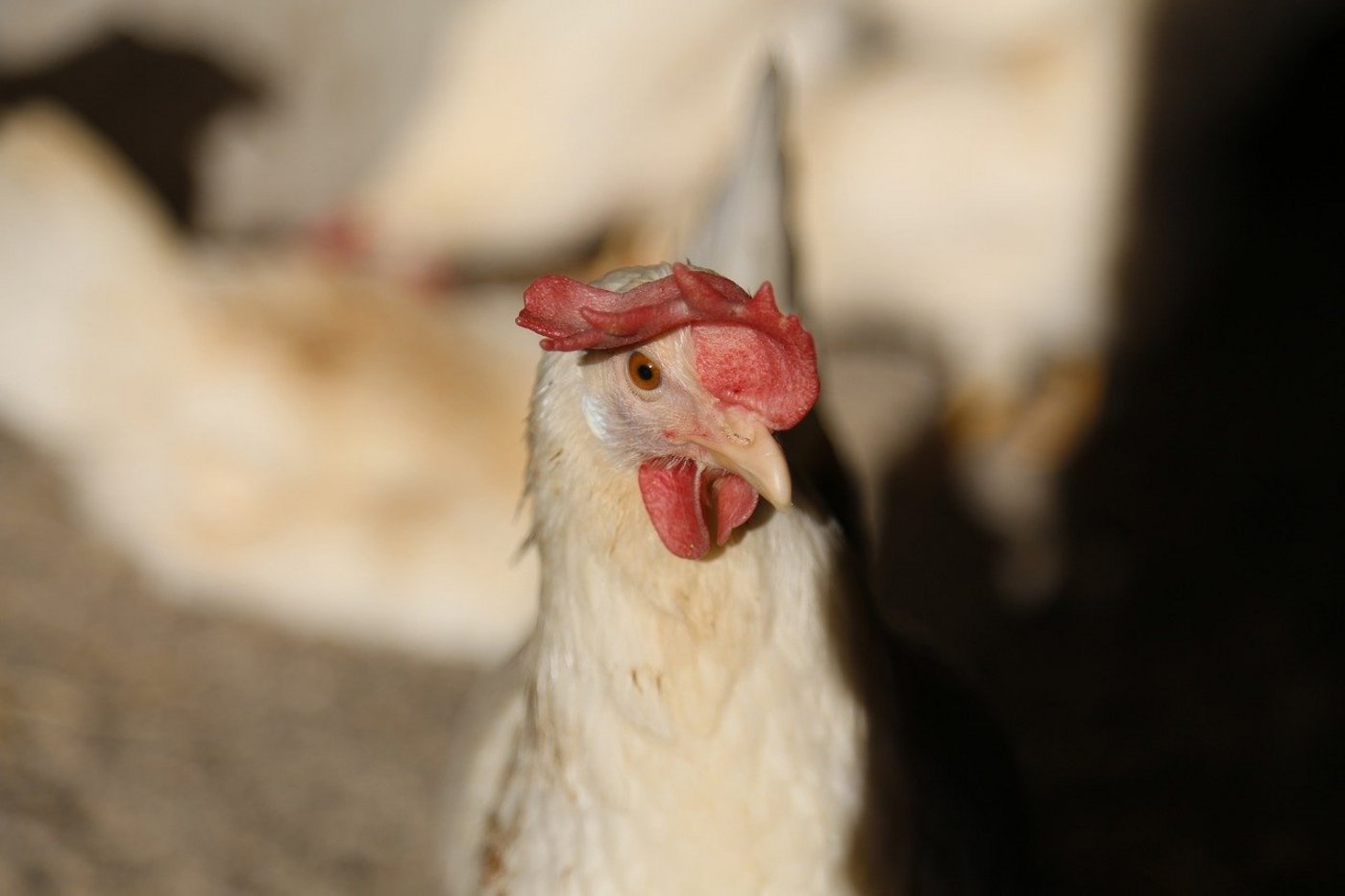 Bisher können die verschiedenen Subtypen des Vogelrgrippe-Virus – wenn überhaupt – nur durch den engen Kontakt zu infizierten Nutz- oder Wildvögeln auf den Menschen überspringen. (Bild Jai79 / PIxabay)
