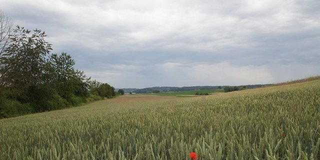 (Bild lid/ji)