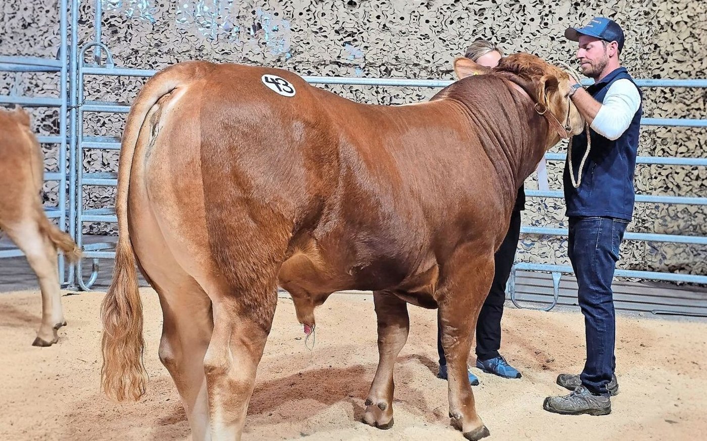In der Mister-Wahl der Limousin setzte sich Kaufmanns Paco MHF von Simon Kaufmann aus Deitingen SO gegen eine starke Konkurrenz durch.