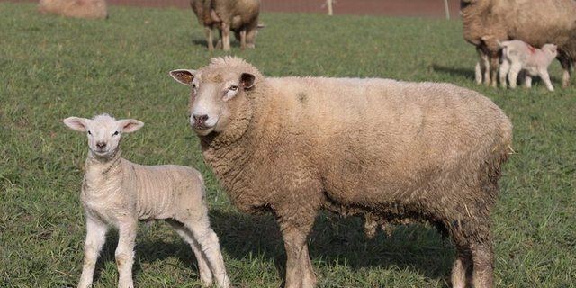 Mutterschaf rammte deutschen Wanderer im Tirol mehrmals. (Symbolbild Pixabay)