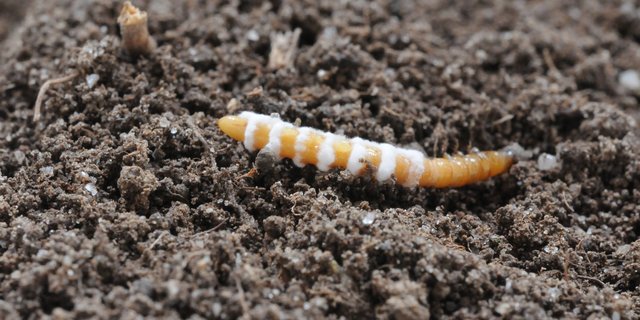 Das biologische Produkt Attracap enthält einen Pilz, der Drahtwürmer befällt und abtötet. (Bild Christian Schweizer, Agroscope)