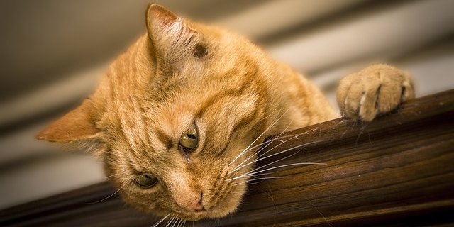 Wilde Katzen vermehren sich sehr schnell. (Bild pixabay)