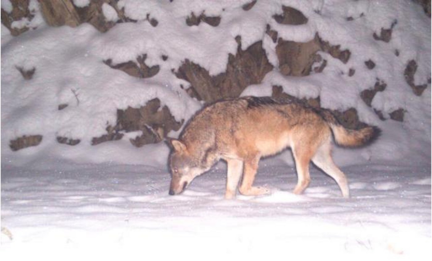 Die Wiederbesiedlung des Wolf birgt auch in Lichtenstein erhebliches Konfliktpotential. (Bild zVg)