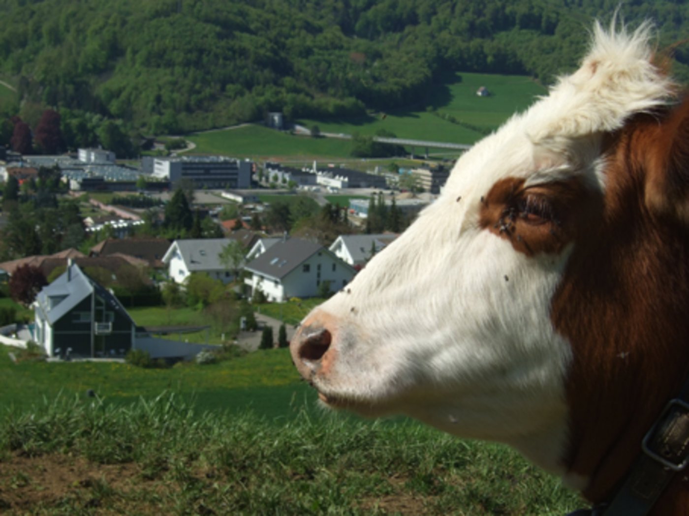 Wohnen tun Herr und Frau Schweizer am Liebsten im Grünen, aber an der Landwirtschaft haben nicht alle Freude. (Bild akr)