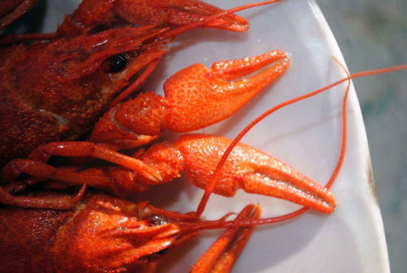 Hummer empfinden Schmerz. Dennoch werden sie weiterhin lebend in kochendes Wasser geworfen. Ein Betäubungsgerät ist erst im Februar verfügbar. (Bild pxhere)