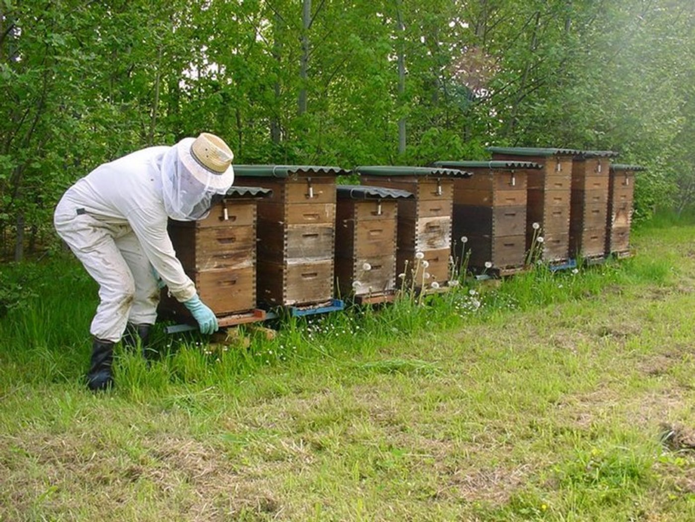 Insbesondere in den Haupterzeuger- und Exportnationen in Süd- und Osteuropa blieb ein Preisanstieg beim Honig aus. (Symbolbild Agroscope)