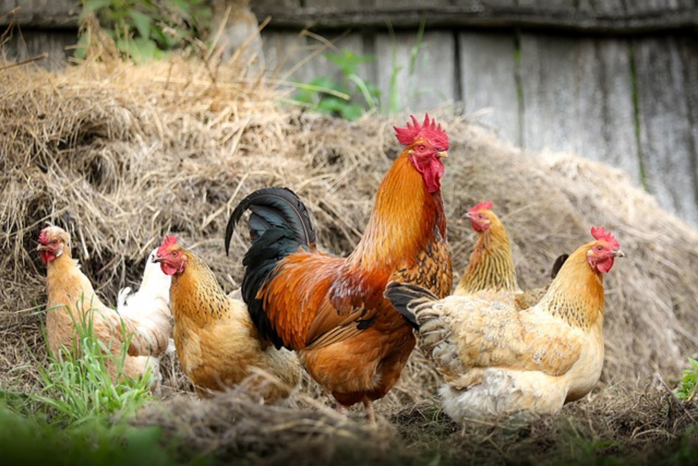 Sowohl die Bestände der Legehenen wie auch den Mastpoulets haben zugenommen. (Bild Pixabay)