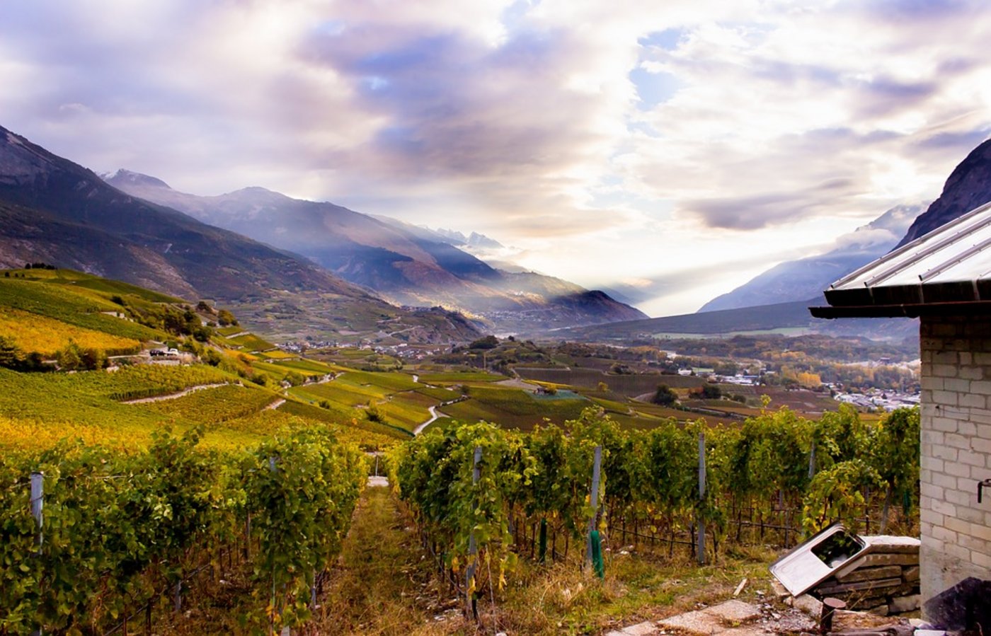 Immerhin fiel die Weinernte im Wallis qualitativ gut aus. Der warme Sommer liess die vom Frost unversehrten Trauben gut reifen. (Bild Pixabay)