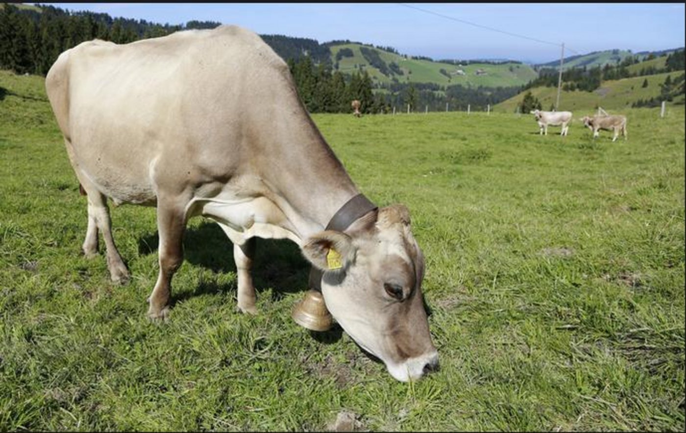 Die Züchter von Braunvieh, sollen mitprofitieren. (Bild BauZ)